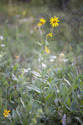Helianthella uniflora v. douglasii False sunflower