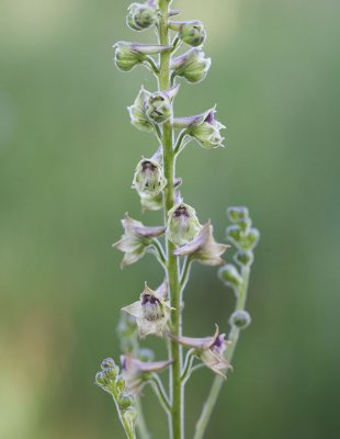 Delphinium viridescens Wenatchee larkspur