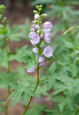 Iliamna rivularis Streambank globemallow