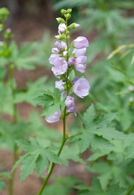 Iliamna rivularis  Streambank globemallow 