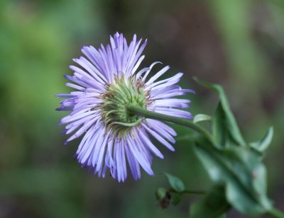Erigeron subtrinervis Threenerve fleabane