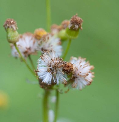 Senecio pseudaureas  Streambank groundsel