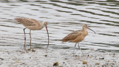 Long-billed Curlew (Adult, Juv)