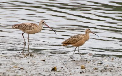 Long-billed Curlew (Adult, Juv)