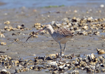 Long-billed Curlew