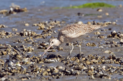 Long-billed Curlew