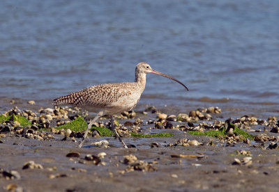 Long-billed Curlew