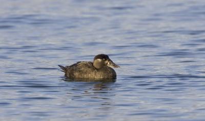 Surf Scoter