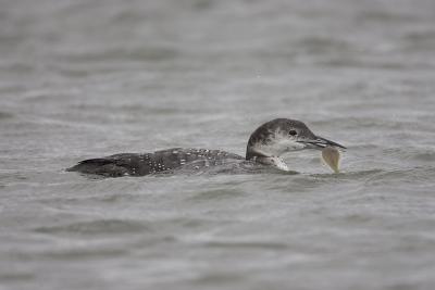 Common Loon