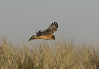 Northern Harrier (F)