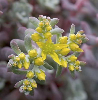 Spatula-leafed sedum  Sedum spathulifolium