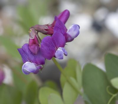 Lathyrus japonicus  Beach pea