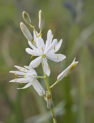 Cammasia leichtlinii  Great camas (white form)