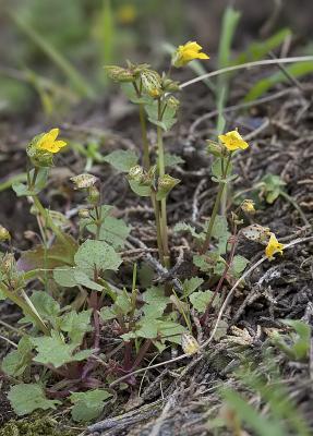 Chickweed monkeyflower Mimulus alsinoides