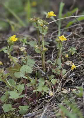 Chickweed monkeyflower  Mimulus alsinoides