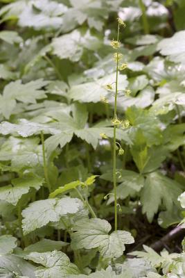 Leafy mitrewort  Mitella caulescens