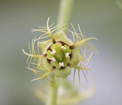 Leafy mitrewort  Mitella caulescens