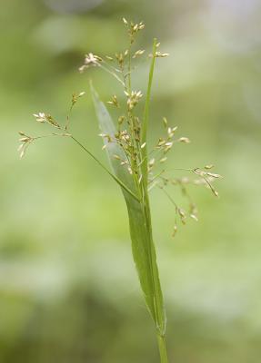Small flowered woodrush   Luzula parviflora
