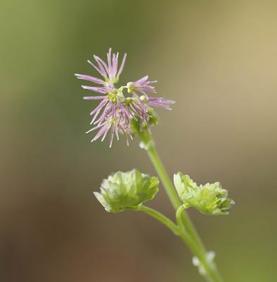 Western meadowrue Thalictrum occidentale (F)