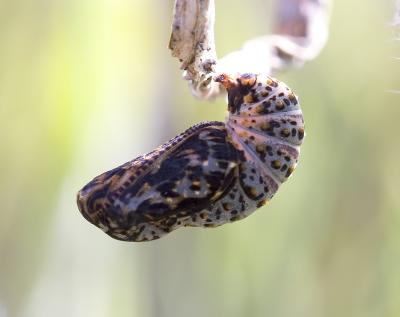 Taylor's Checkerspot ((Euphrydryas editha taylori) pupa on Plantago lanceolata