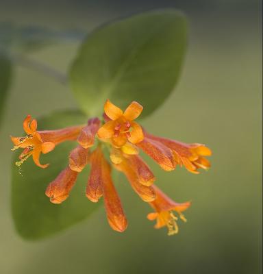 Orange honeysuckle  Lonicera ciliata