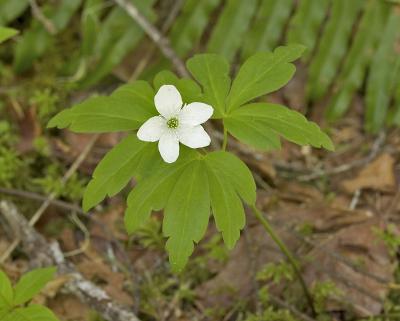 Oregon anemone  Anemone oregona