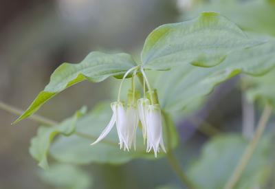 Prosartes (Disporum) smithii Smith's fairy bells