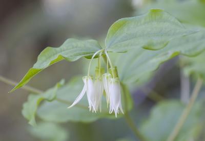 Prosartes (Disporum) smithii  Smith's fairy bells