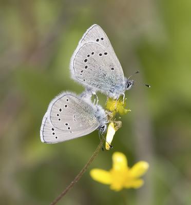 Silvery blues