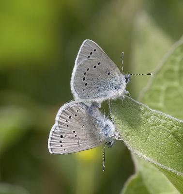 Silvery blues