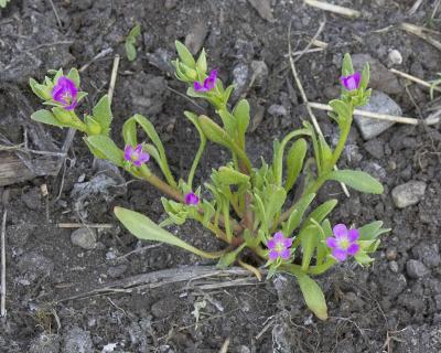 Red maids  Calandrinia ciliata