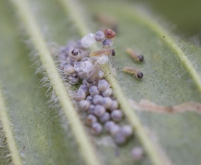 Taylor's Checkerspot larvae hatching