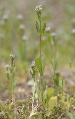 Plectritis congesta ssp. brachystemon