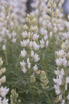 Sickle-keeled lupine  Lupinus albicaulis