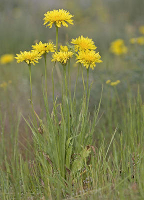 Cut-leaf microseris   Microseris laciniata