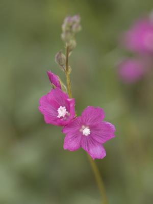 Sidalcea malviflora ssp. virgata 	Rose Checker-mallow