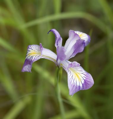 Oregon iris  Iris tenax