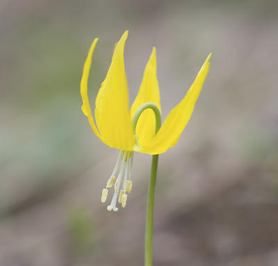Avalanche-lily Erythronium grandiflorum