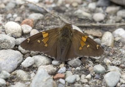 Silver-spotted skipper