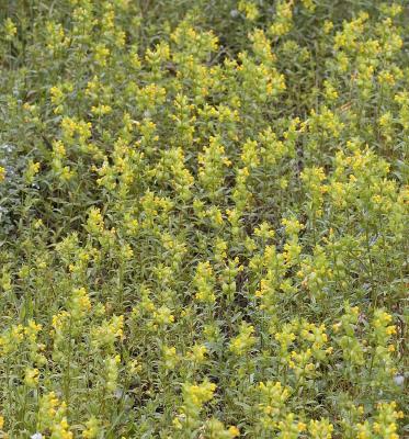 Rhinanthus minor (crista-galli) Yellow rattle