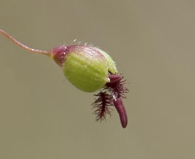 Scribner's witch grass  Panicum sribnerianum