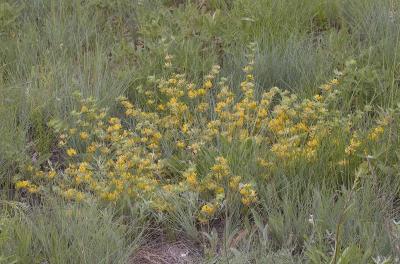 Nevada deervetch  Lotus nevardensis