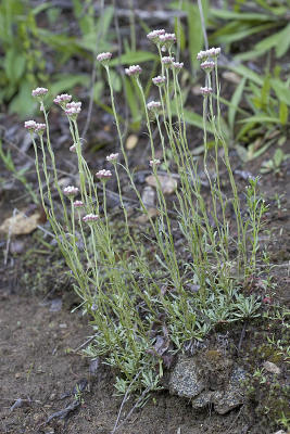 Rosy pussytoes  Antennaria rosea (microphylla)