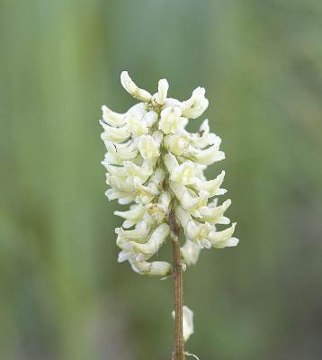 Astragalus canadensis  Canadian milk-vetch