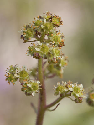 Western saxifrage  Saxifraga intergrifolia