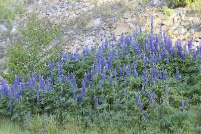 Bigleaf lupine  Lupinus polyphyllus