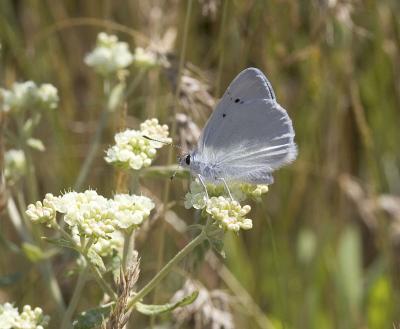 Blue Copper Lycaena heteronea