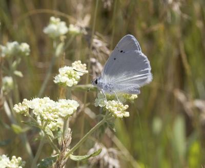 Blue Copper  Lycaena heteronea