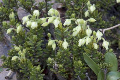 Phyllodoce glanduliflora   Yellow mountain-heath