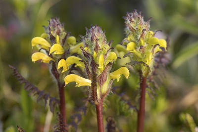 Mt. Rainier lousewort  Pedicularis rainierensis